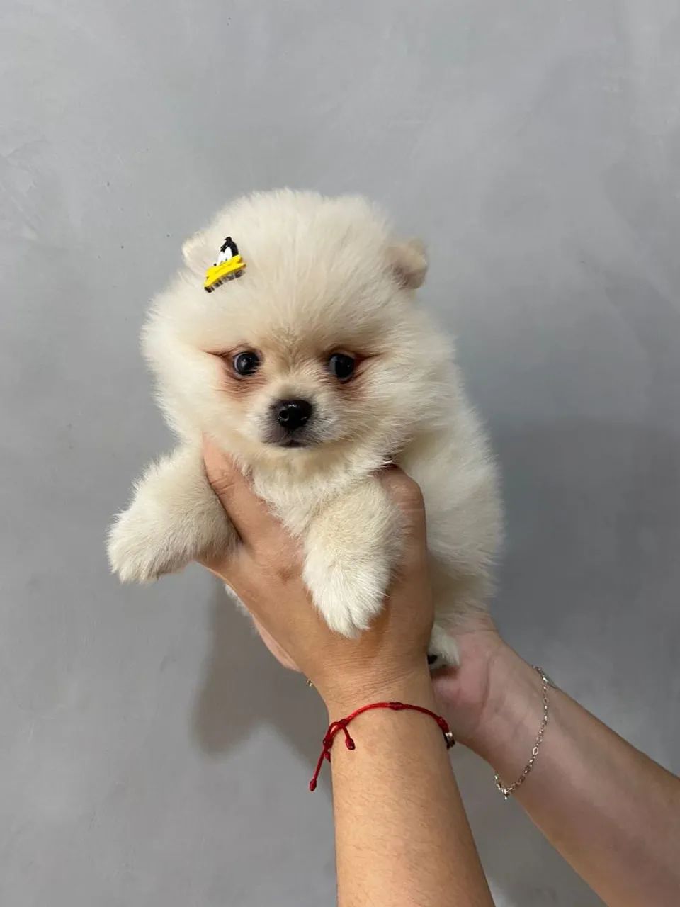 Macho de Lulu branco na promoção  - Foto 2