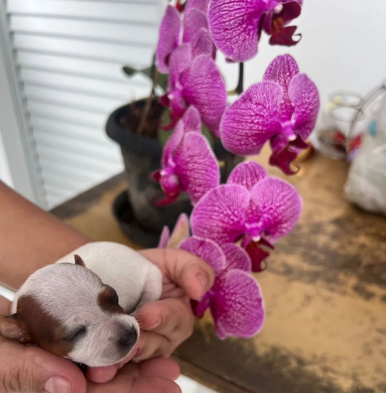 Pinscher mini 00 - Foto 4