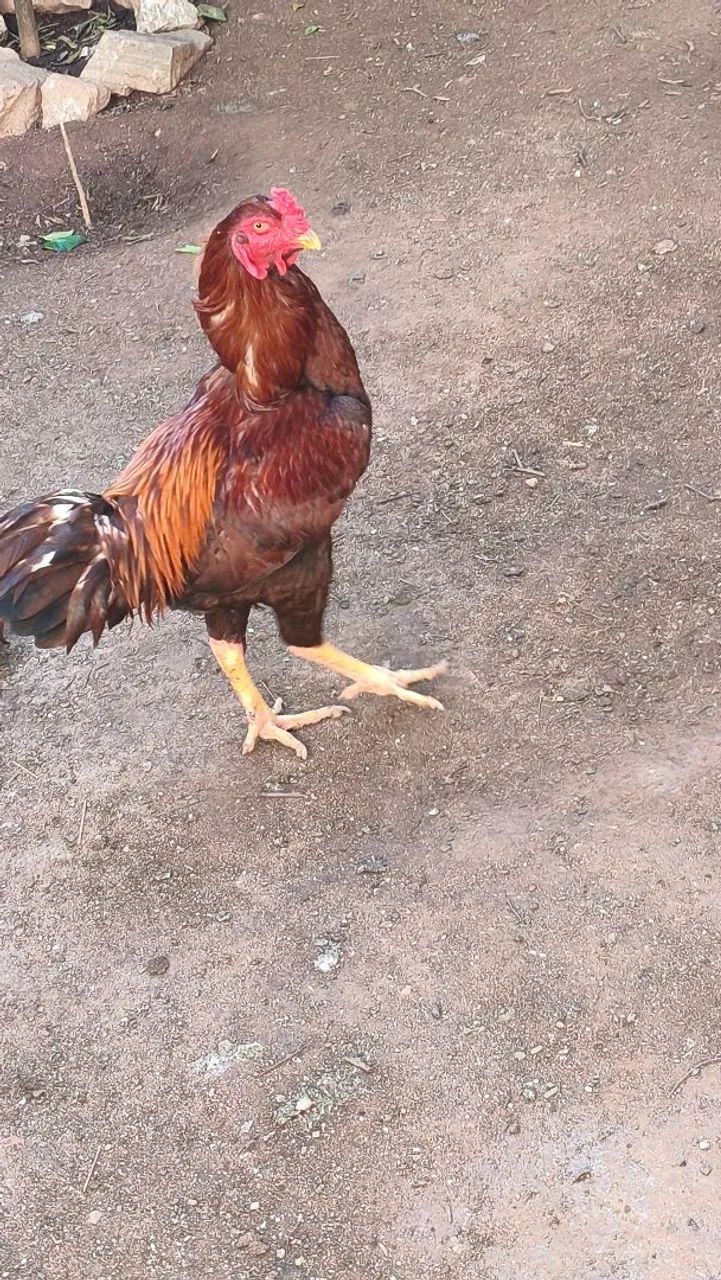 Vende-se  - Foto 3