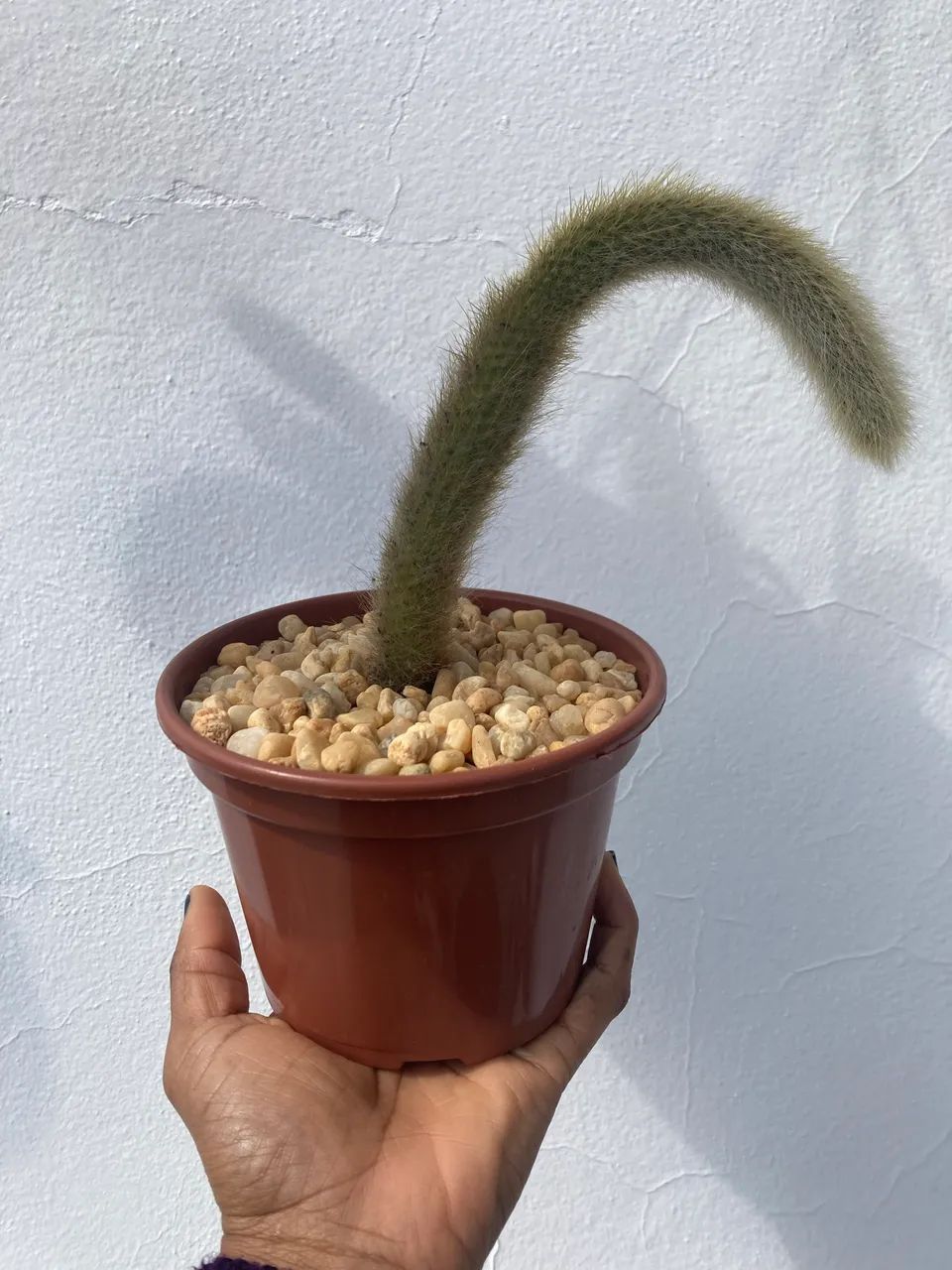 Vaso com muda de rabo de macaco - Foto 4