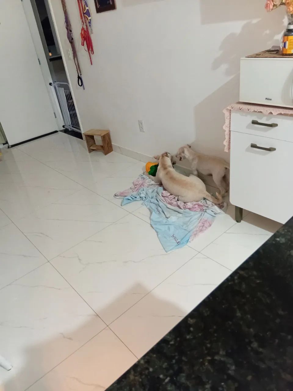 Adoção responsável  - Foto 4