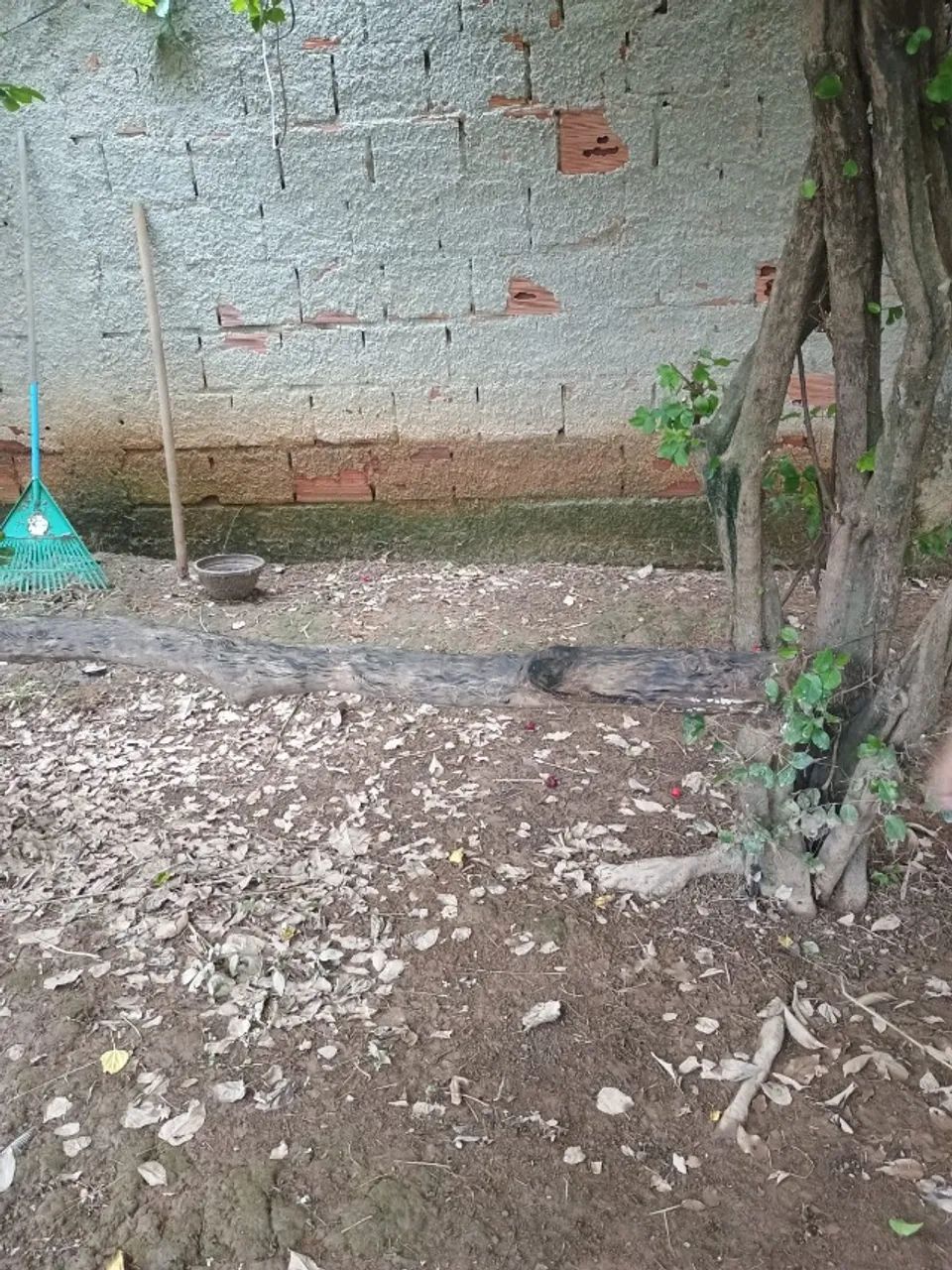 Tronco de Goiabeira pra aquários 2,75Mt  - Foto 2