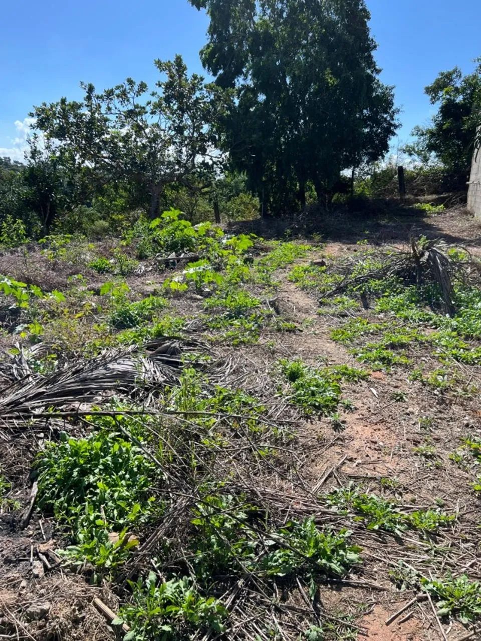 Terreno medindo 390m2 - Quase dois lotes - Foto 3
