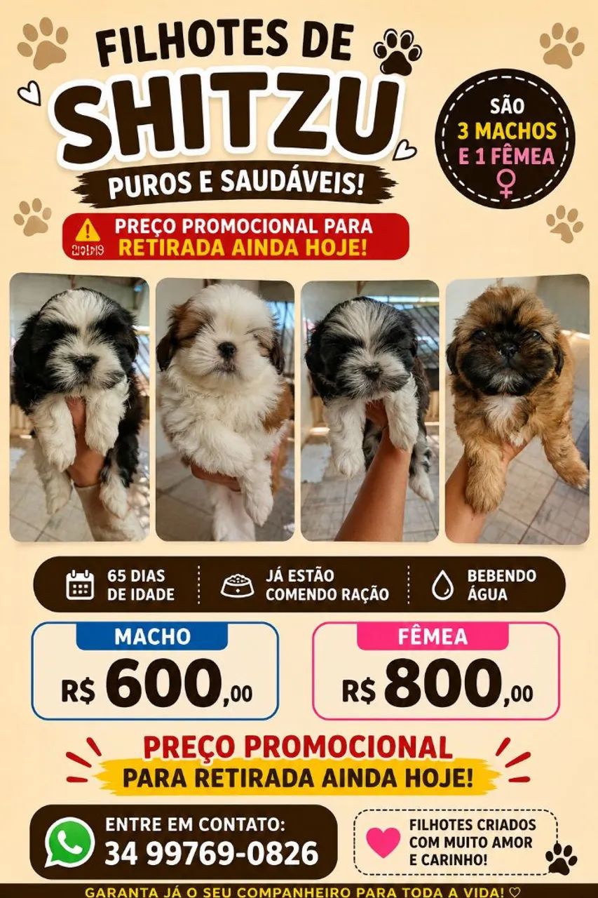 Filho de Shitzu 