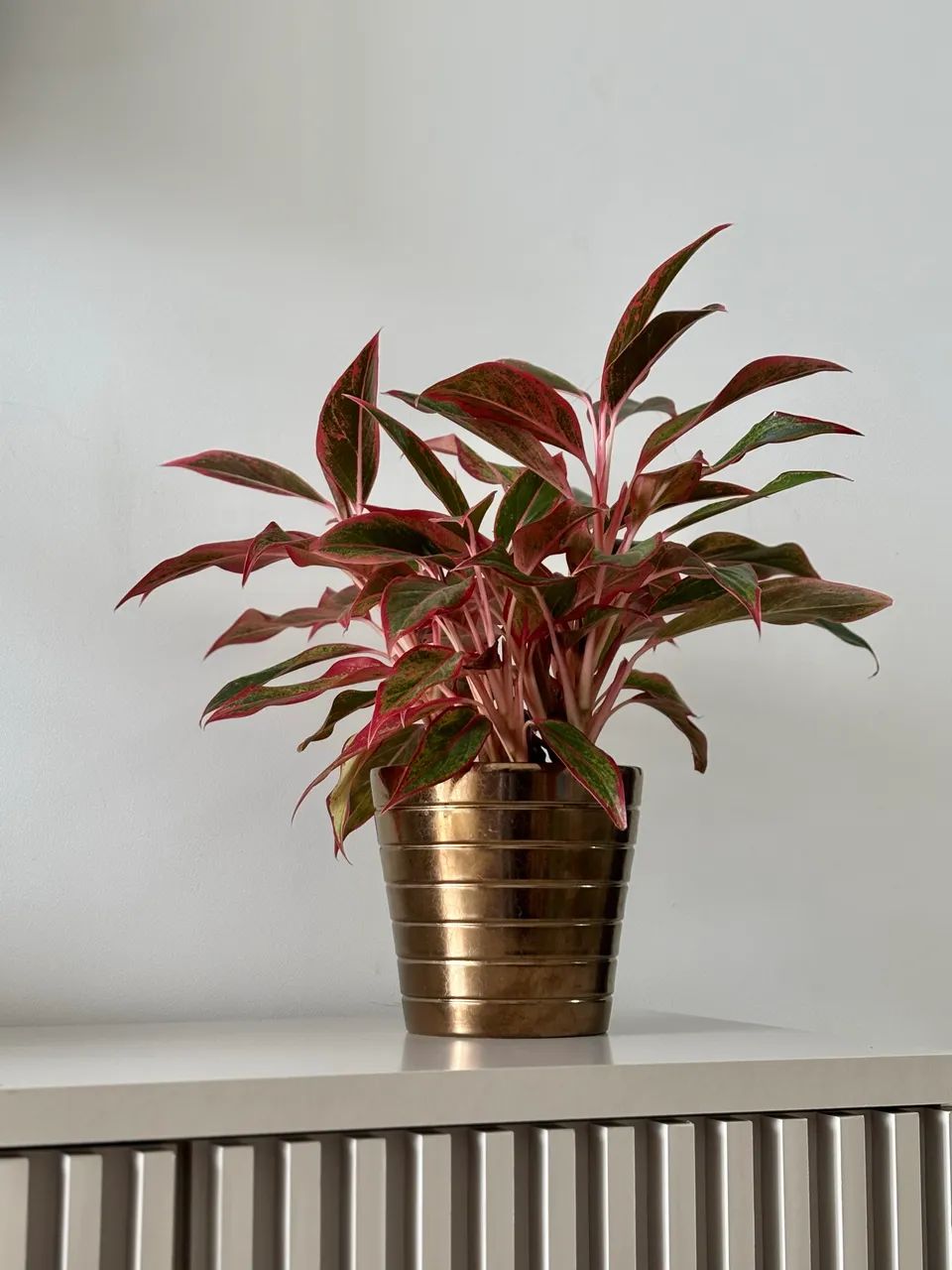Cachepot cor ouro para plantas  - Foto 2