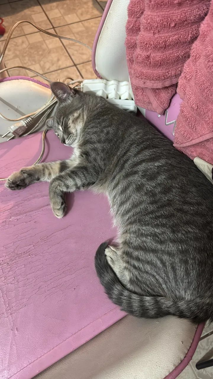 Doação gato - Foto 4