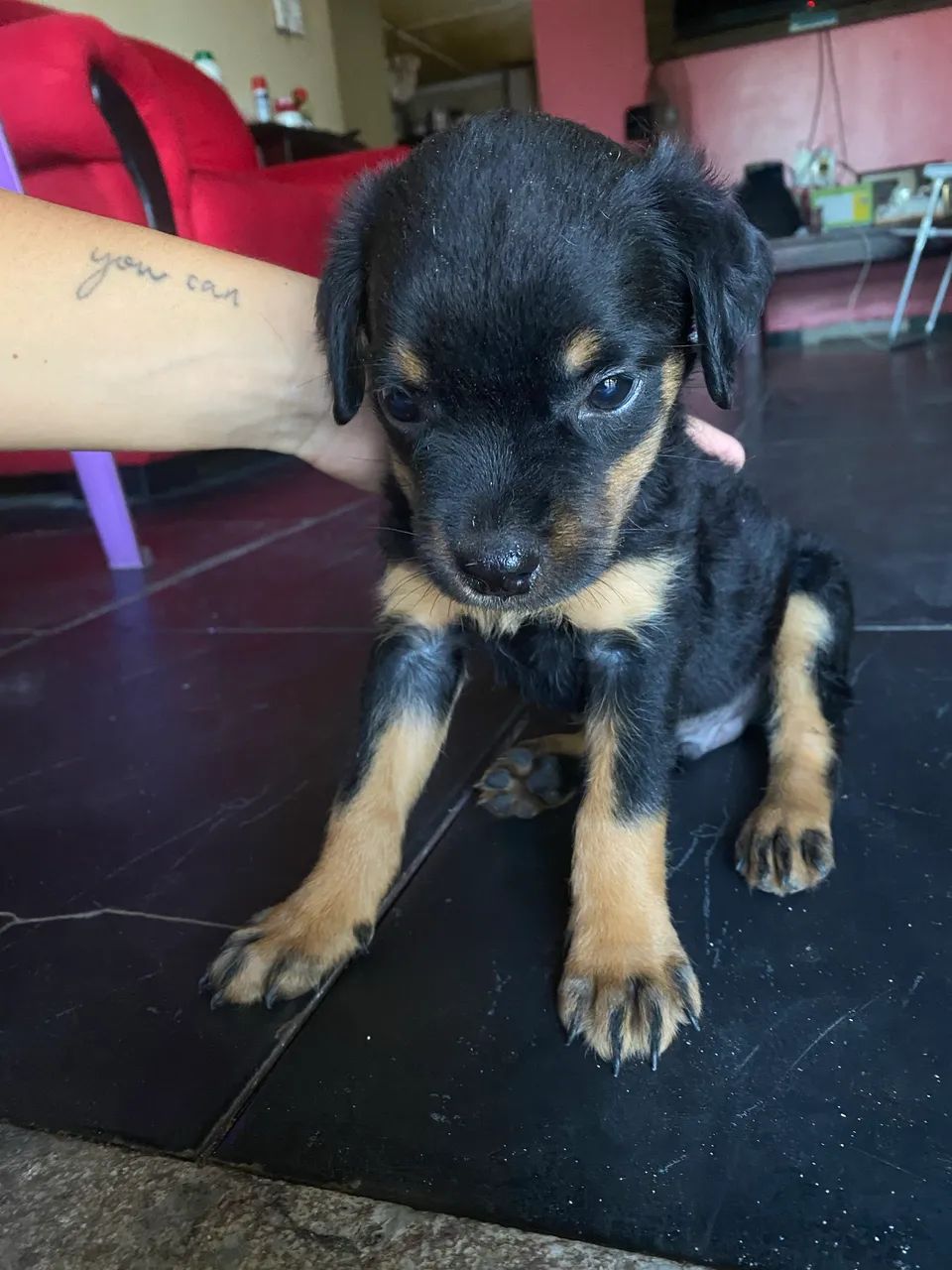 Filhote de rottweiler macho  - Foto 3