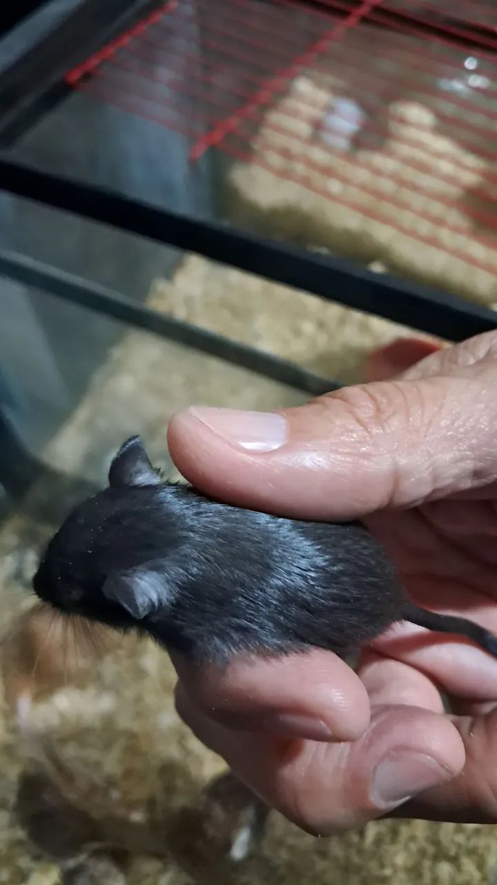 Gerbil ou Esquilo da Mongólia - Foto 5