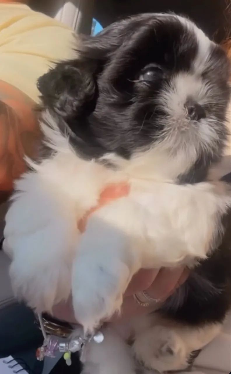 Shihtzul com pedigree  - Foto 3