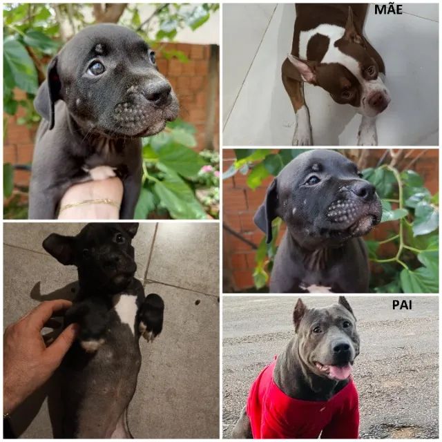 Filhote de AMERICAN BULLY e PITBULL - Foto 3