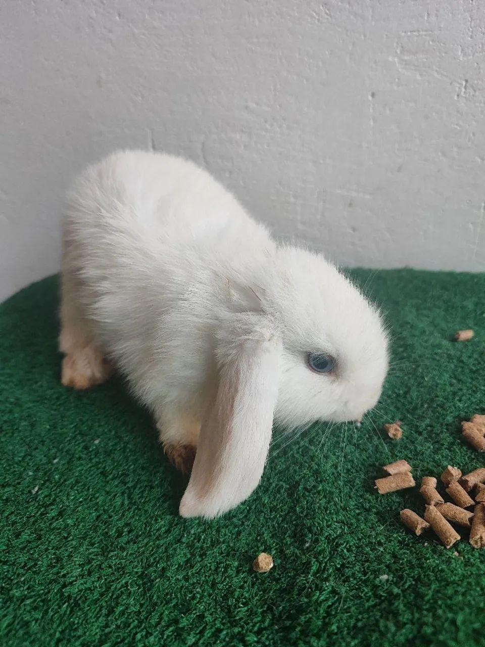 Coelho mini lop