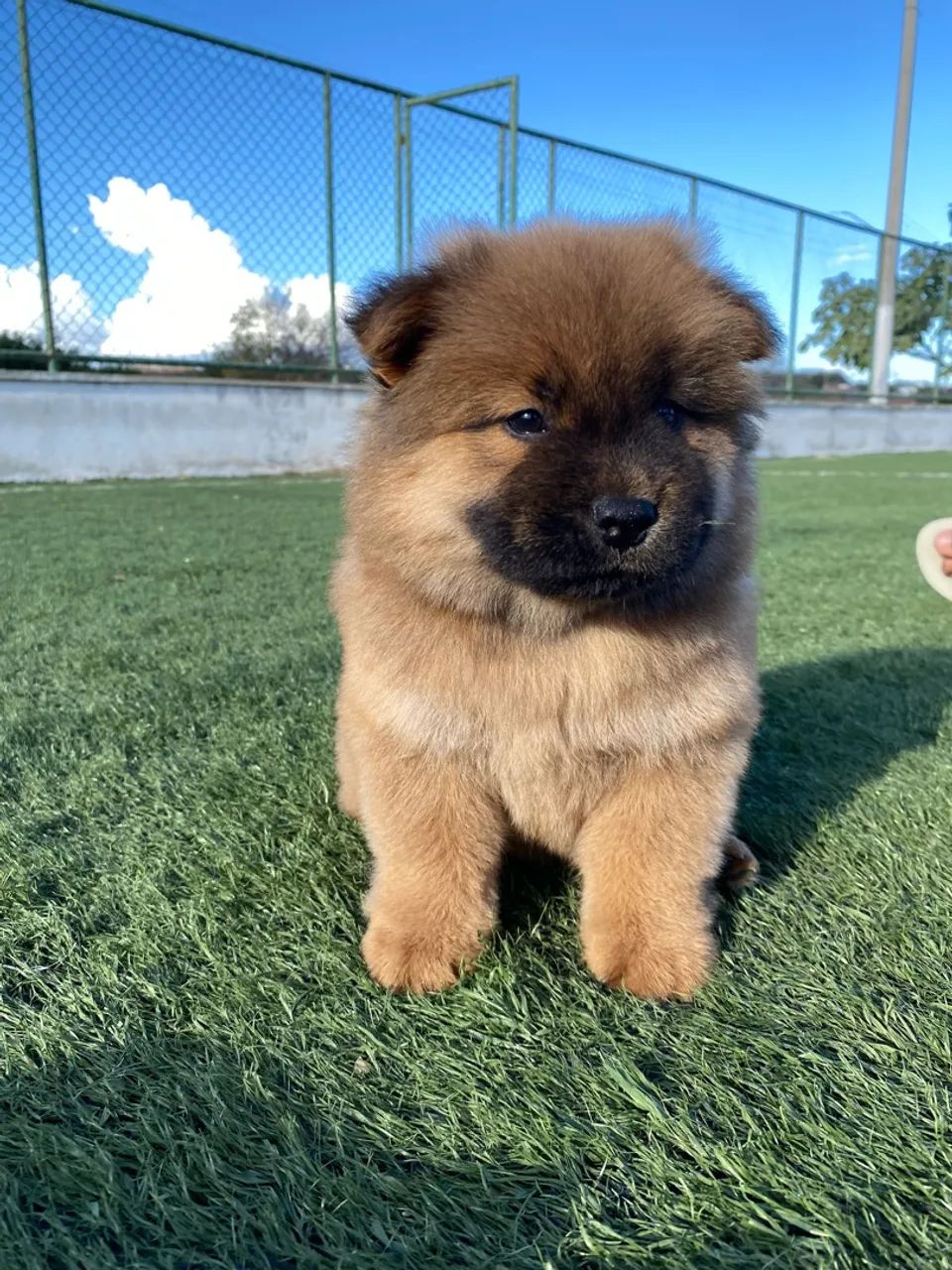Filhotes de chowchow disponíveis  - Foto 4