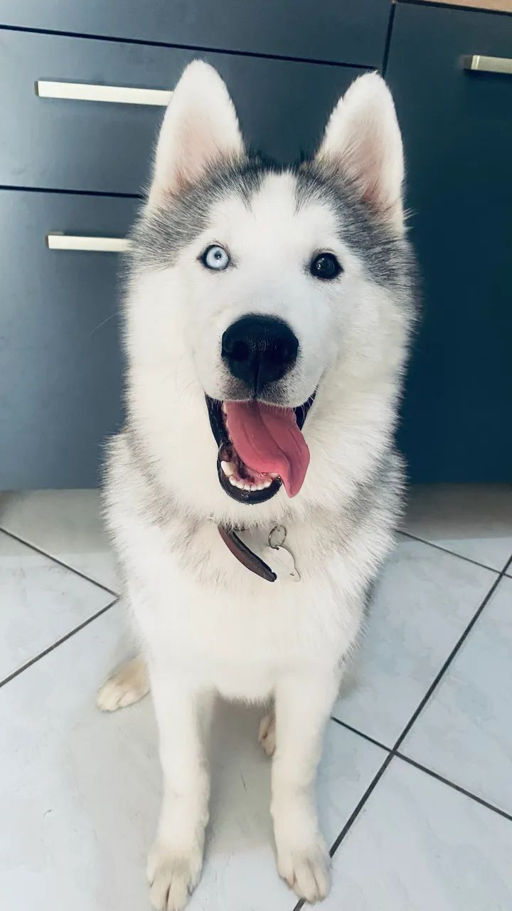 Husky siberiano