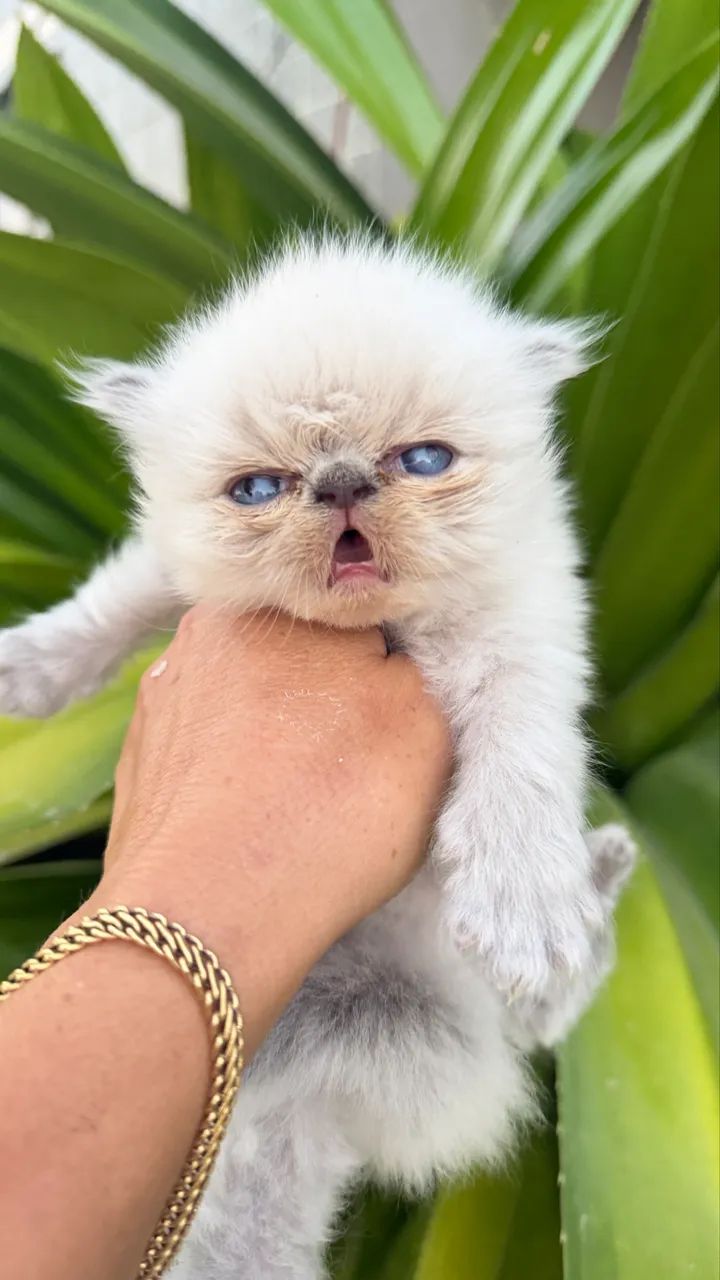 Pets - Foto 4