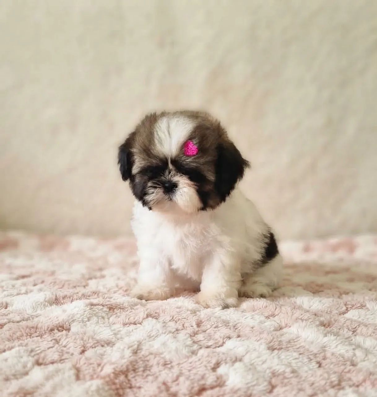 Shih-tzu 