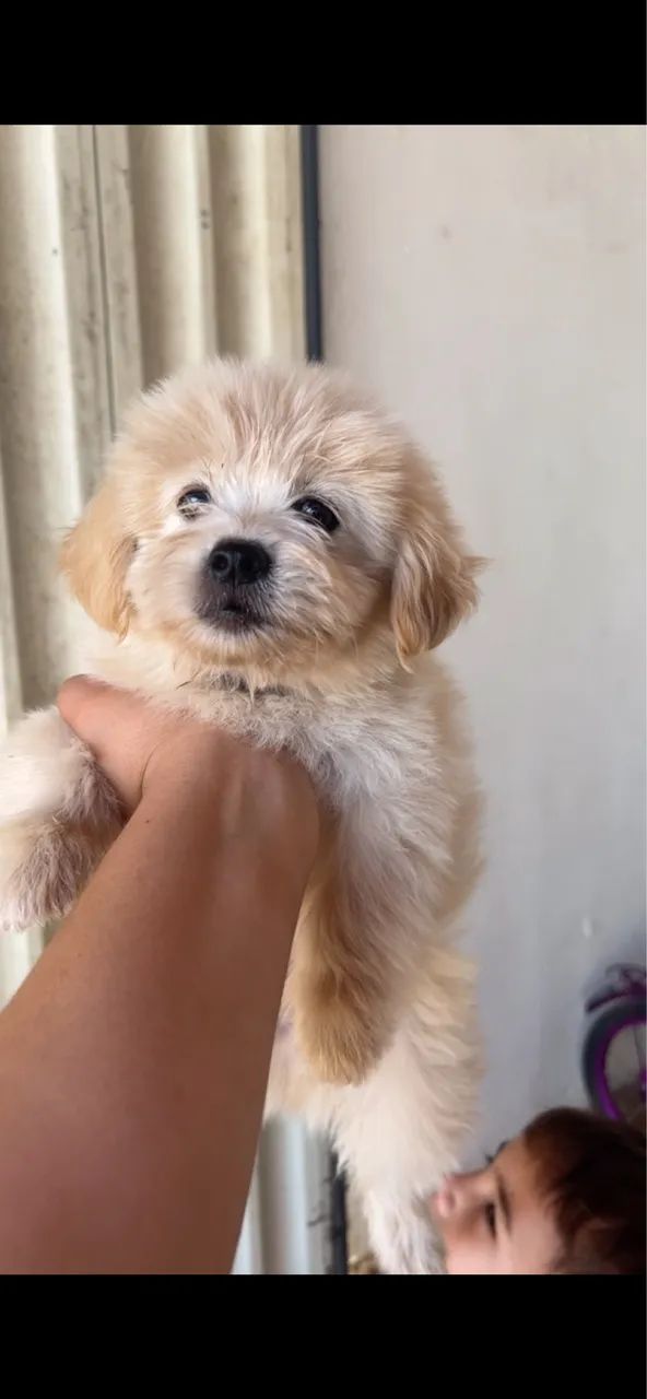 Poodle  - Foto 4