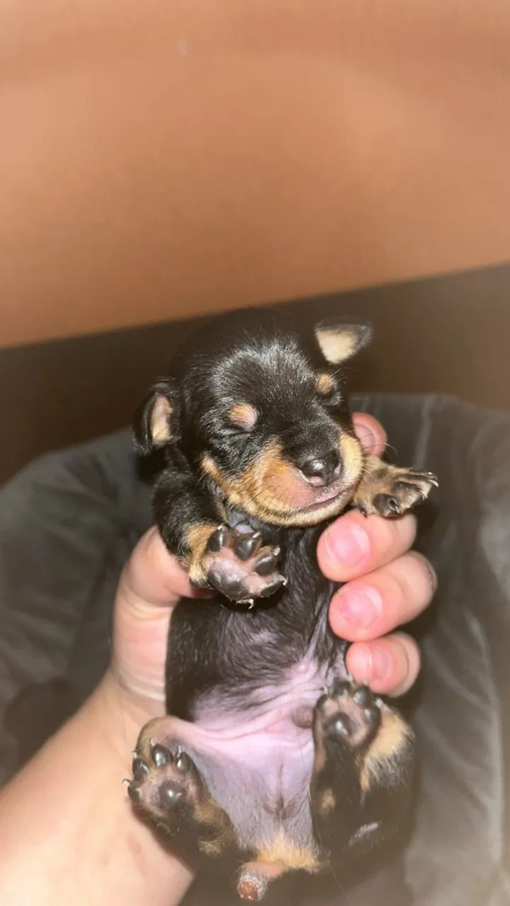 Cachorro picher n 01 - Foto 2