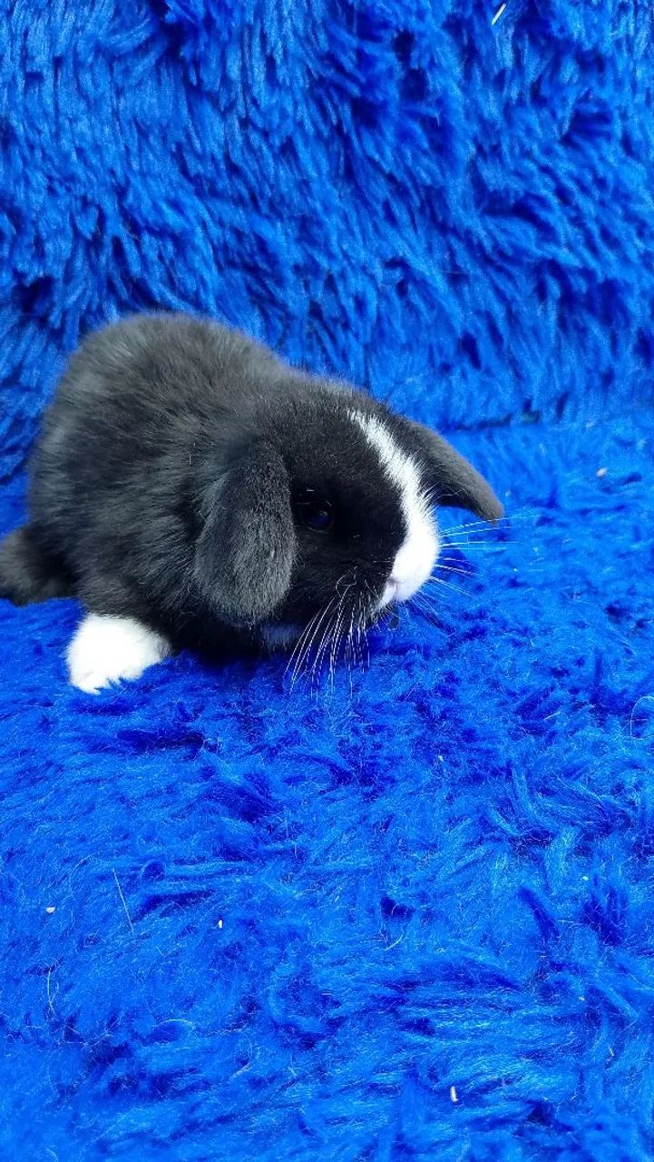 Mini coelho - Foto 3
