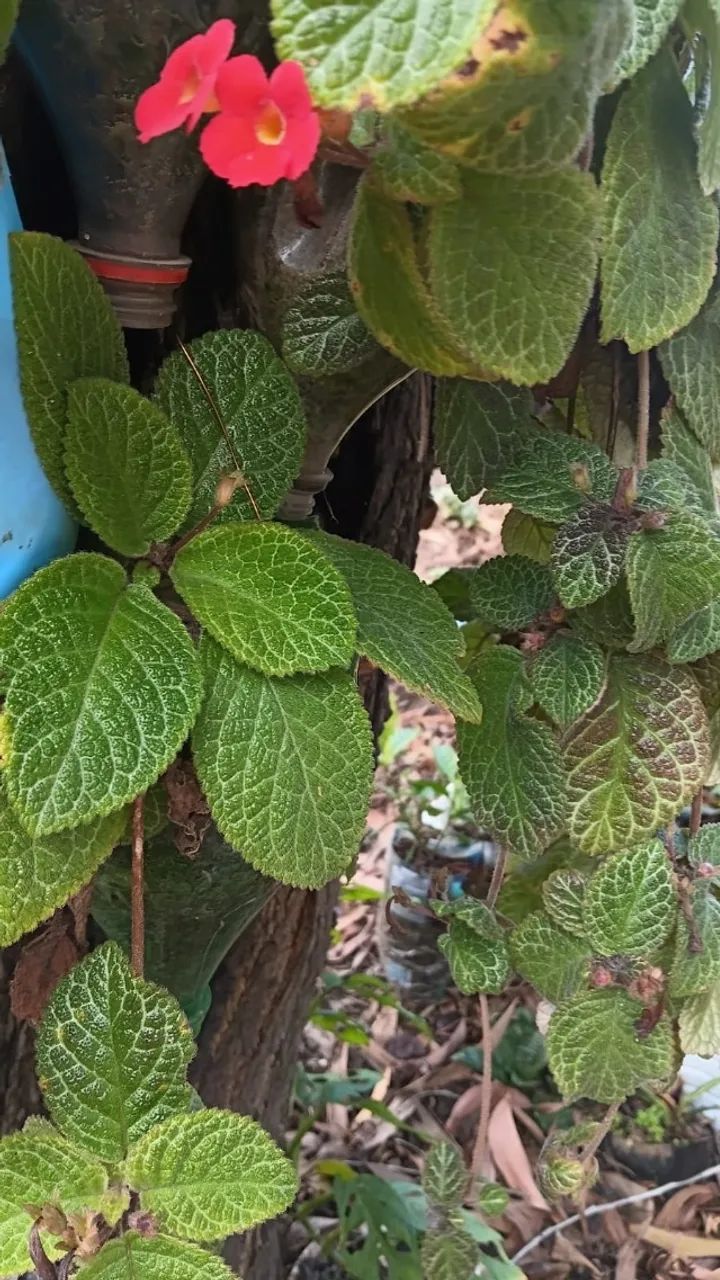  plantas ornamentais - Foto 6
