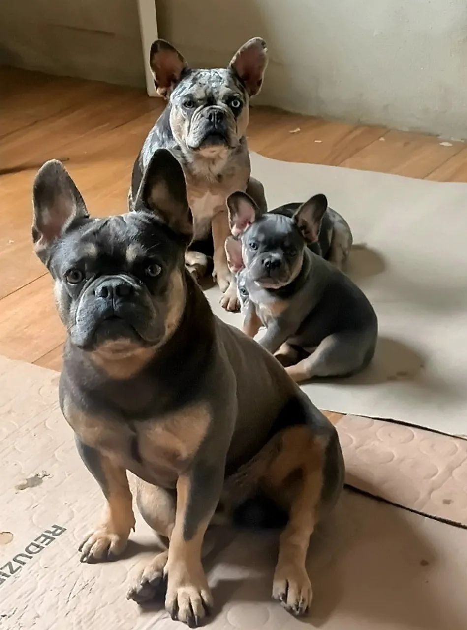 Bulldog francês  - Foto 2