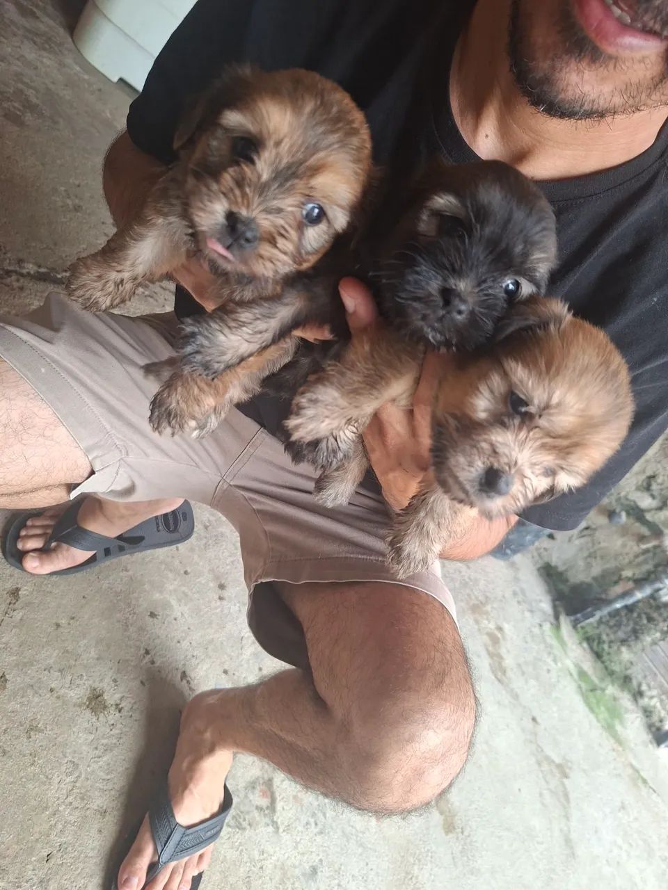Filhotes de poodle com maltês 