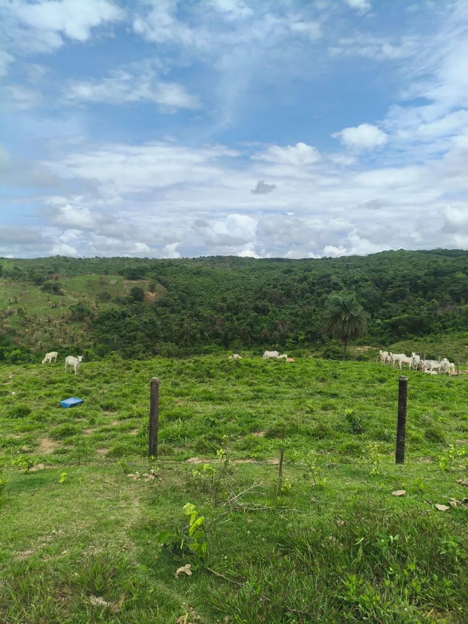 SÍTIO PASTO FORMADO  E CERCADO - Foto 3