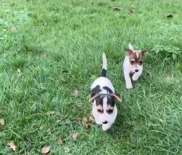 Jack russel - Foto 2