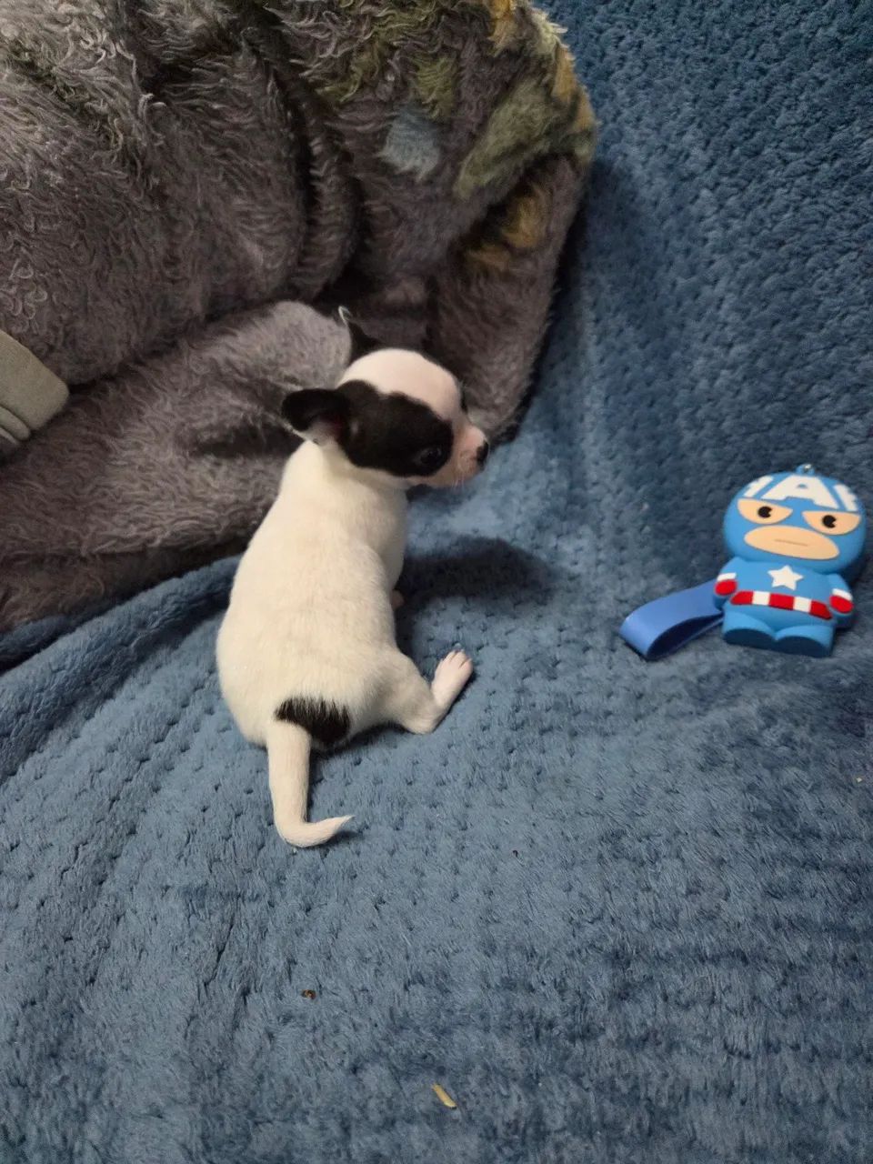 Filhote  de chihuahua - Foto 4