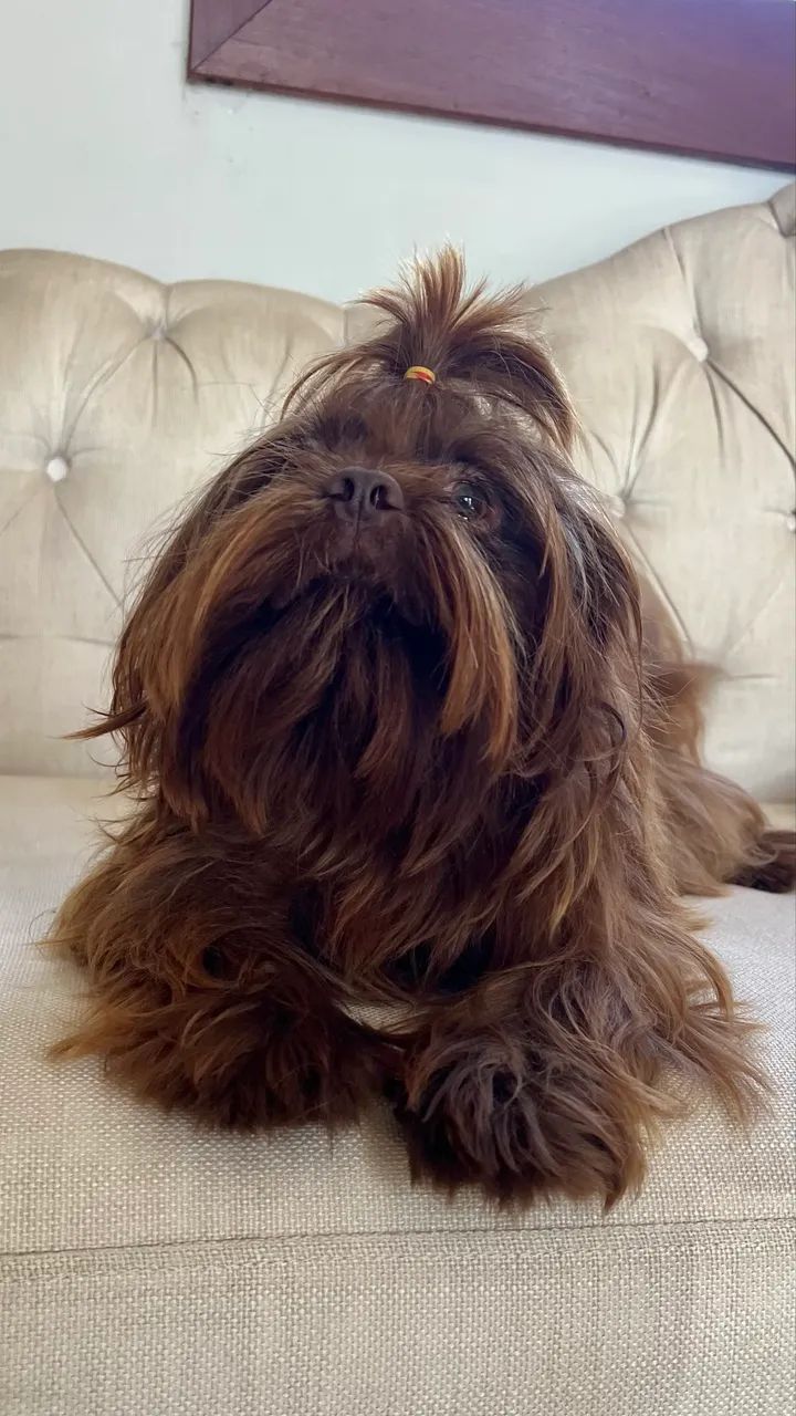 Shihtzu macho 1 ano - Foto 5