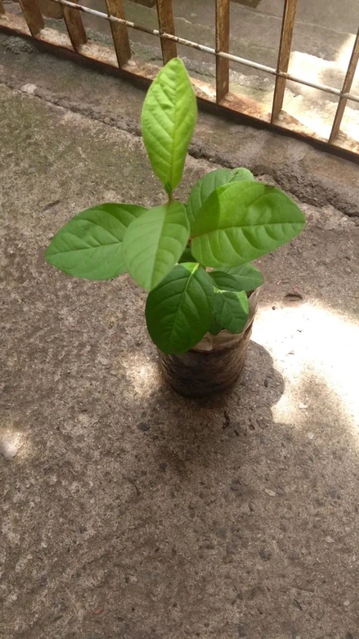 mudas em geral - Foto 4