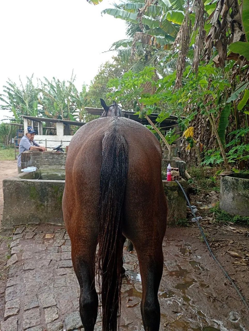Cavalo de esquerda  - Foto 4