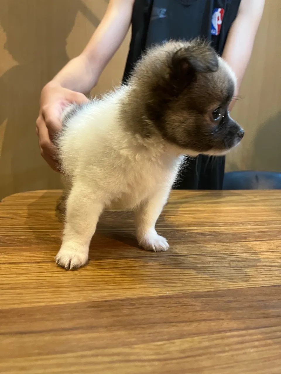 CHIHUAHUA - MACHO E FÊMEA ? - Foto 2