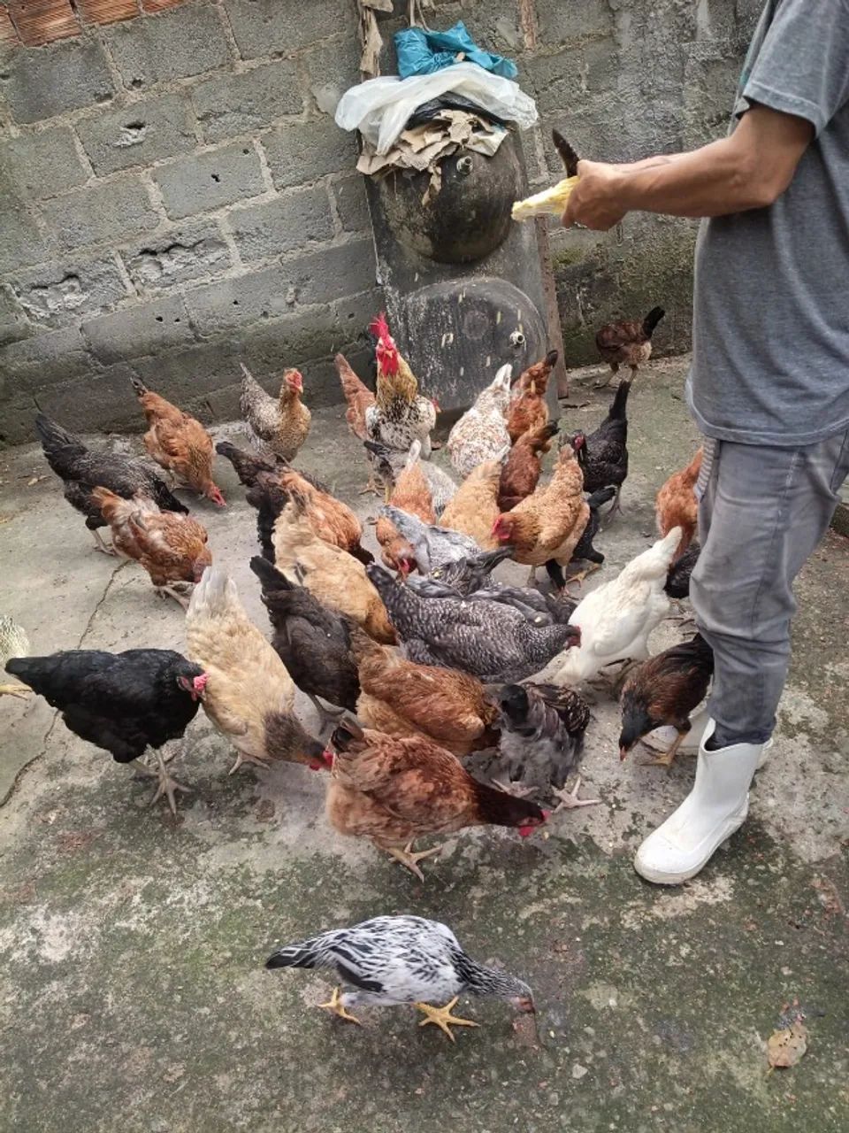 Galinhas e pintinhos caipira