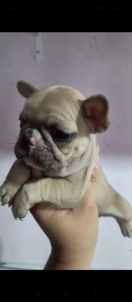 Cachorro
