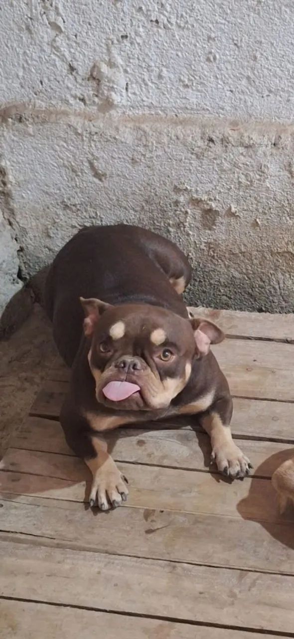 Venda American Bully micro - Foto 3