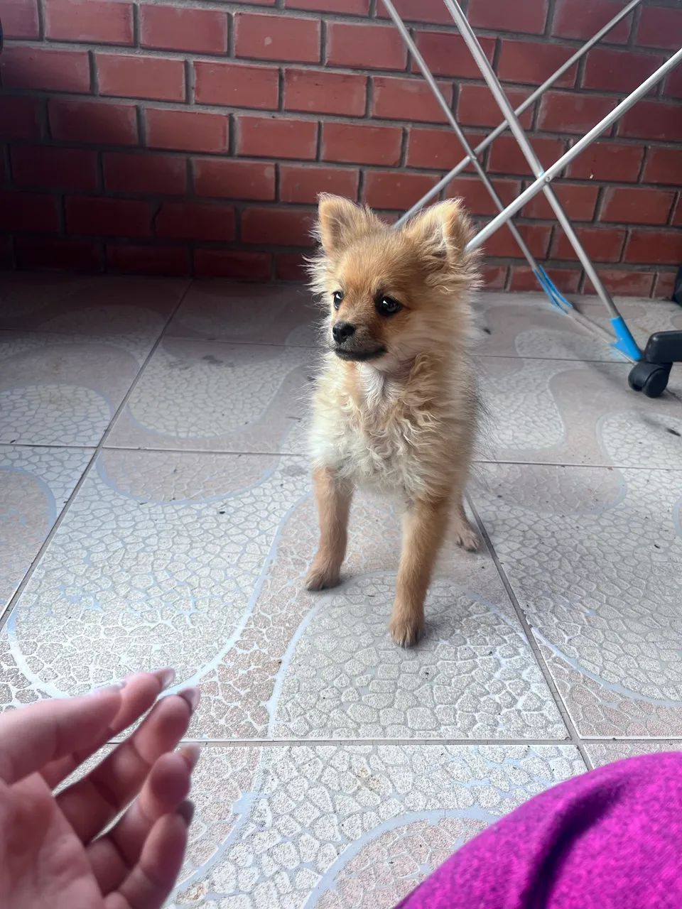 Spitz macho na troca de pelos 