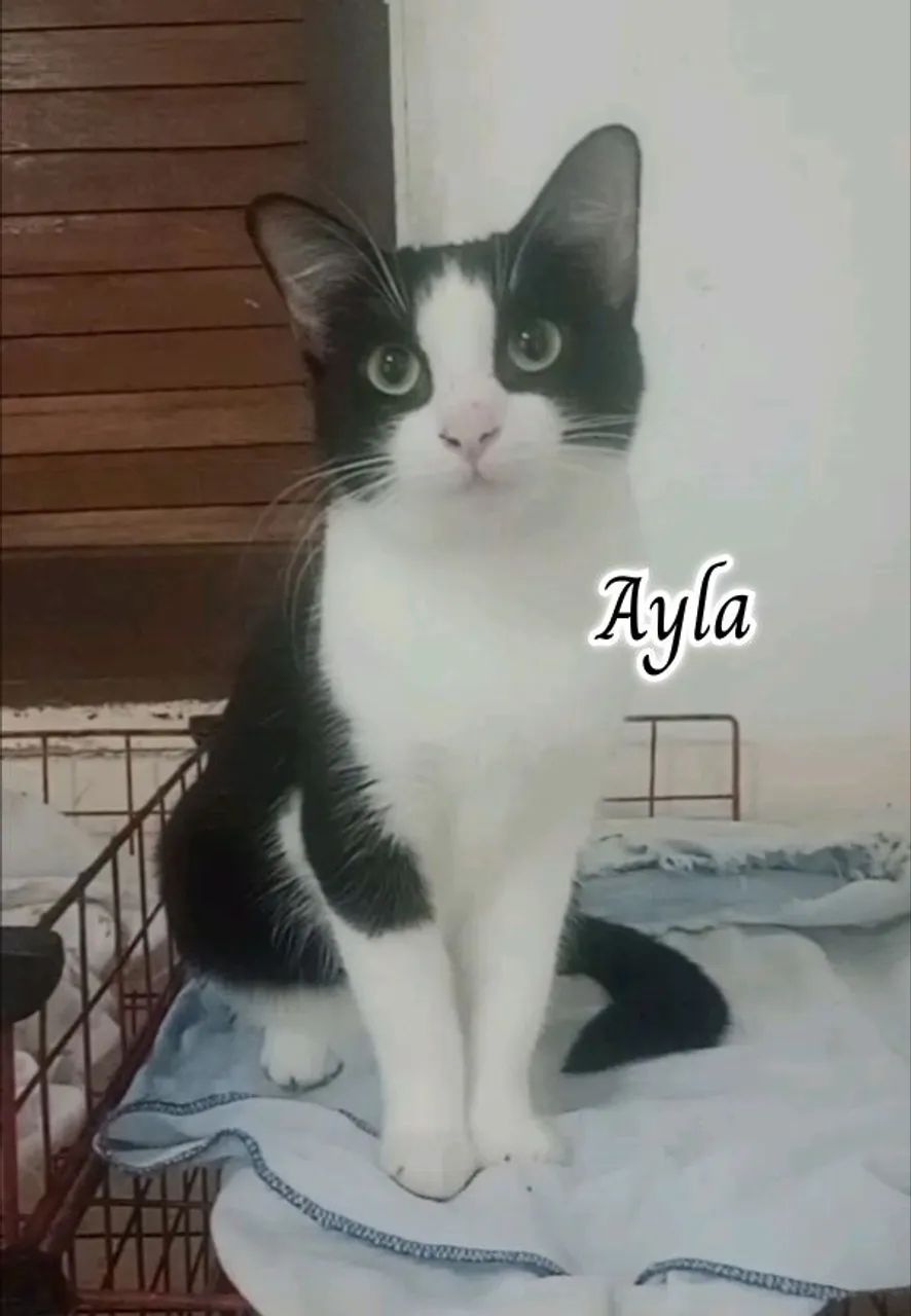 AYLA PARA ADOÇÃO  - Foto 4