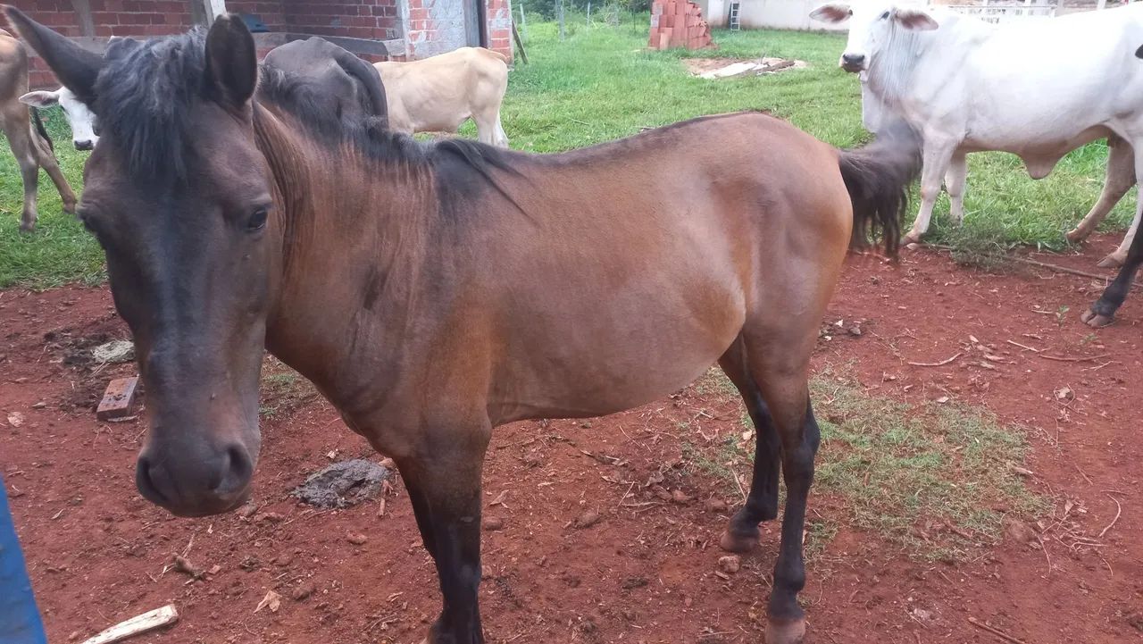 Cavalo domado  - Foto 2