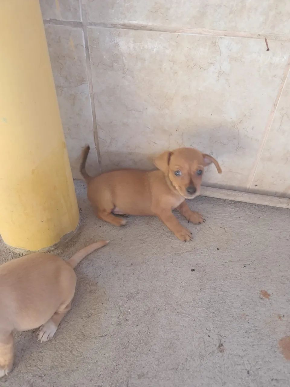 Pinscher