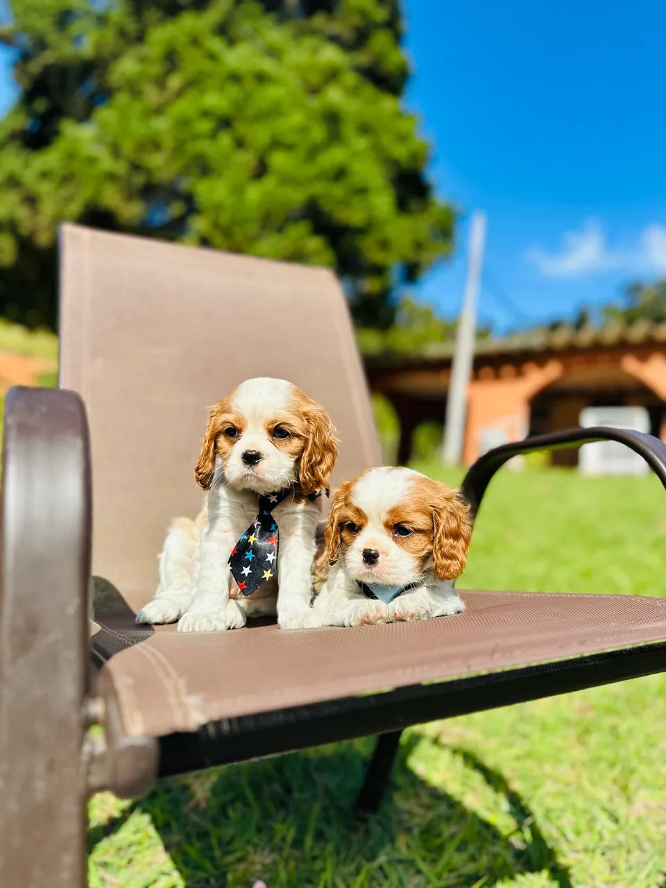 CAVALIER KING ALTO PADRÃO!!!