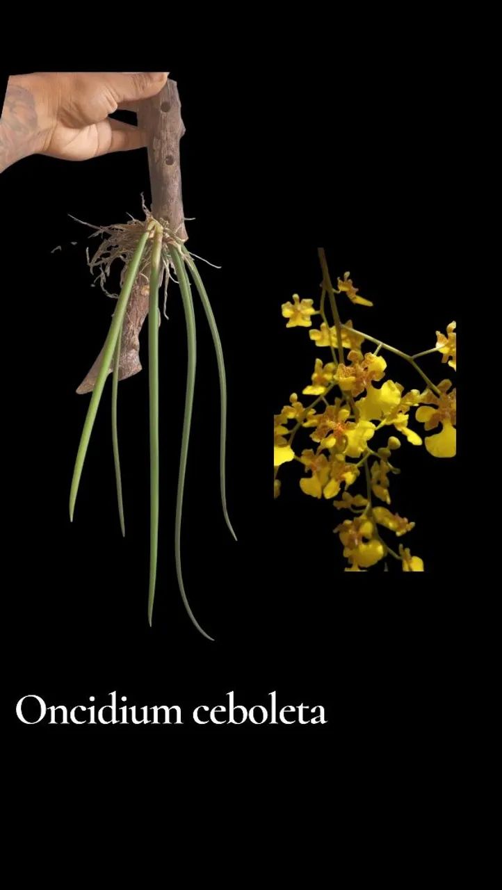 Oncidium cebolleta - Foto 4