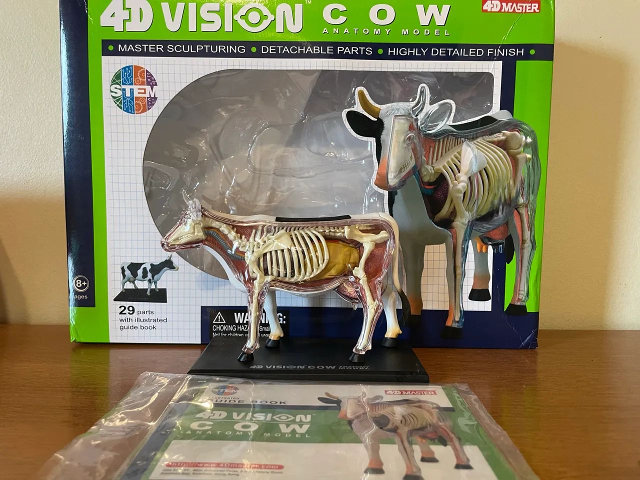 Modelo anatômico vaca 