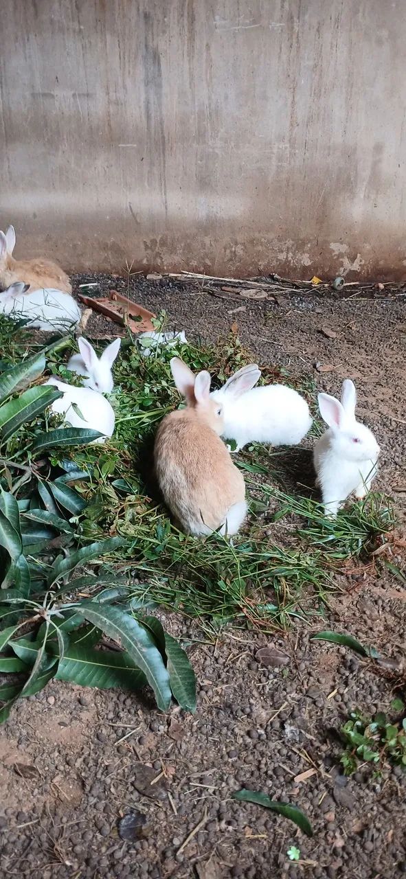 Filhote de coelho  - Foto 5