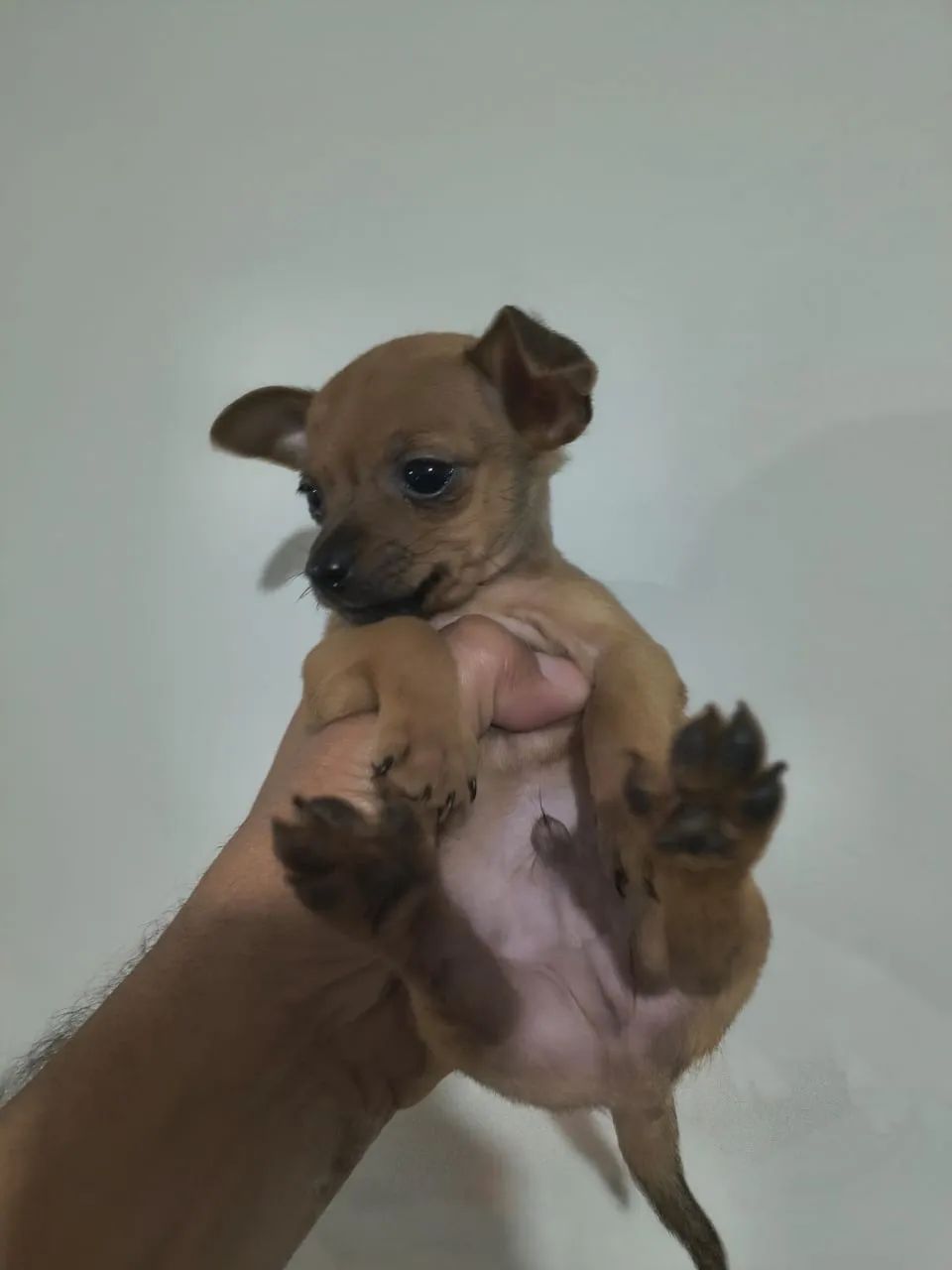 Pinscher 