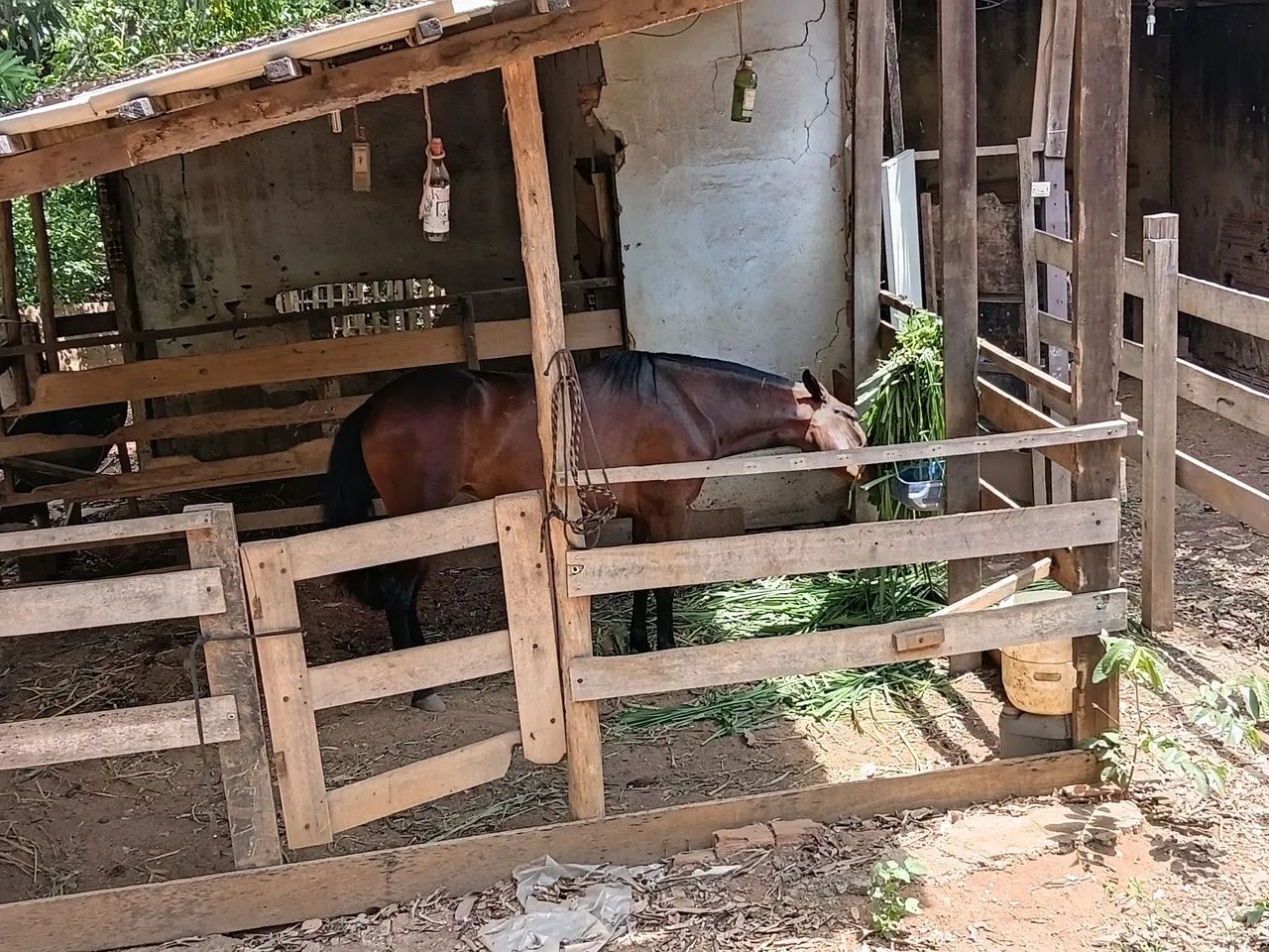 Baía pra cavalos - Foto 2