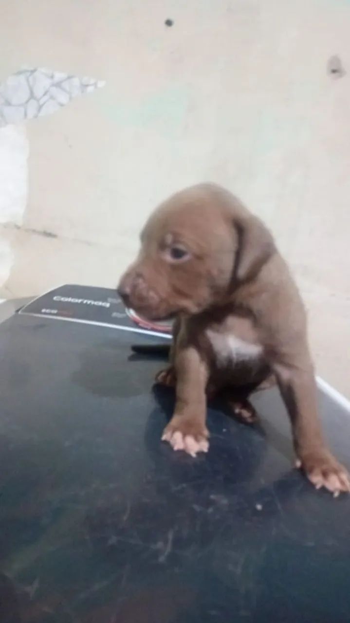 Filhote de pit Bull  - Foto 3