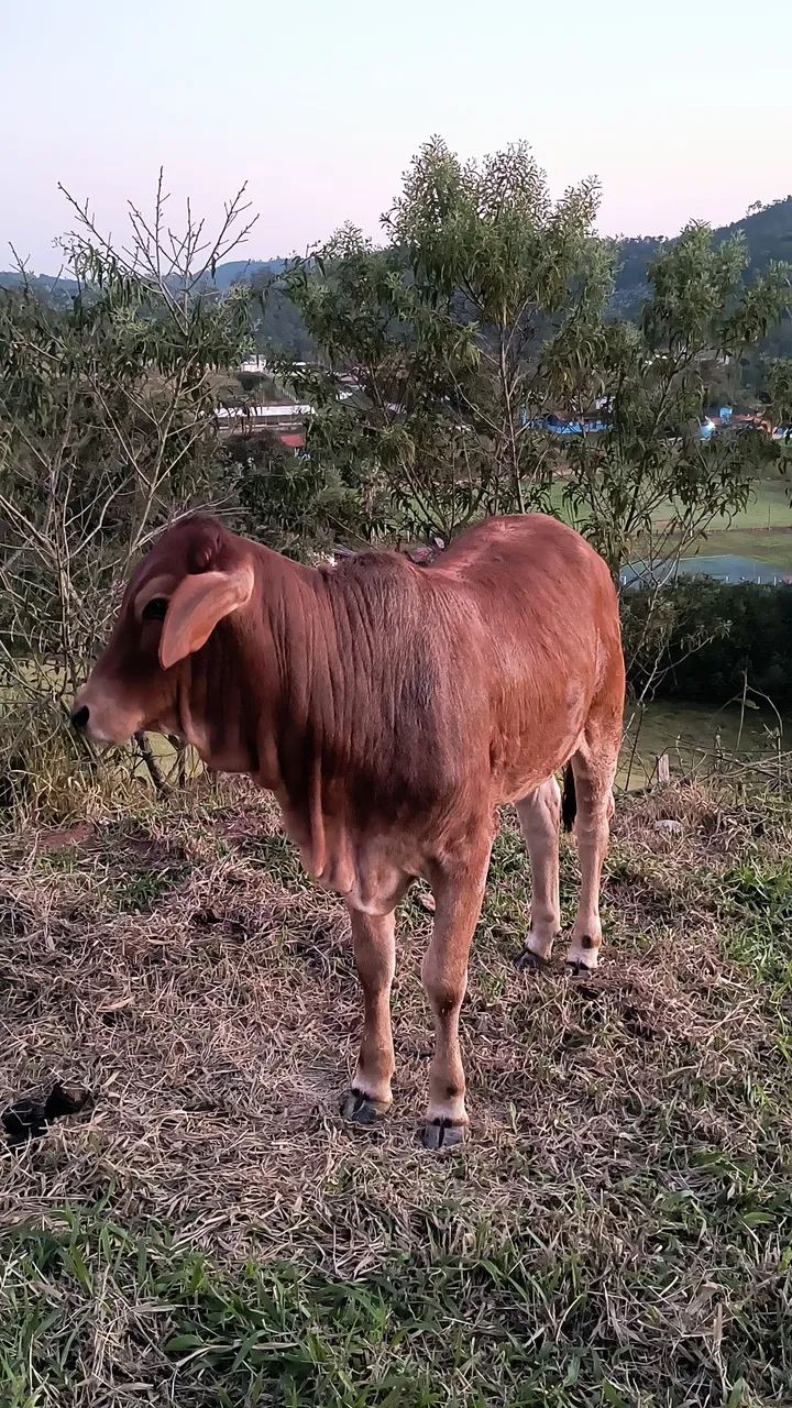 Novilha anelorada  - Foto 3