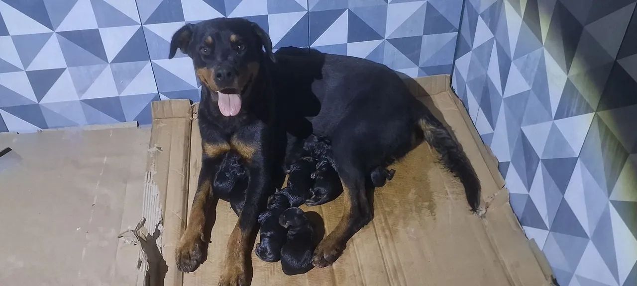 Filhotes de rottweiler  - Foto 3