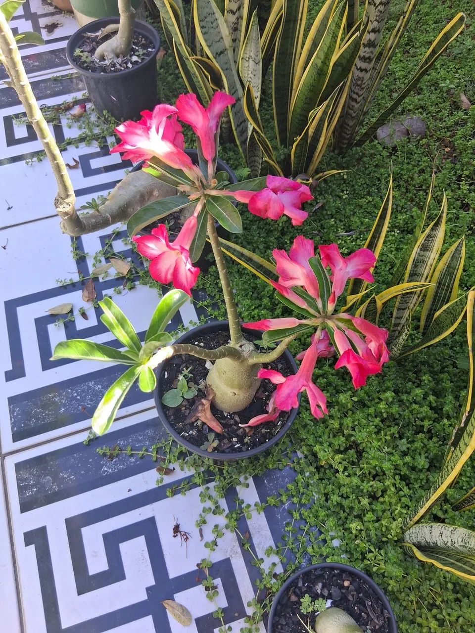 Rosa do deserto  - Foto 2