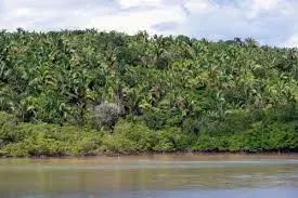 ALCÂNTARA-MA: Ilha a venda de 516 hectares no Litoral Maranhense - Foto 14